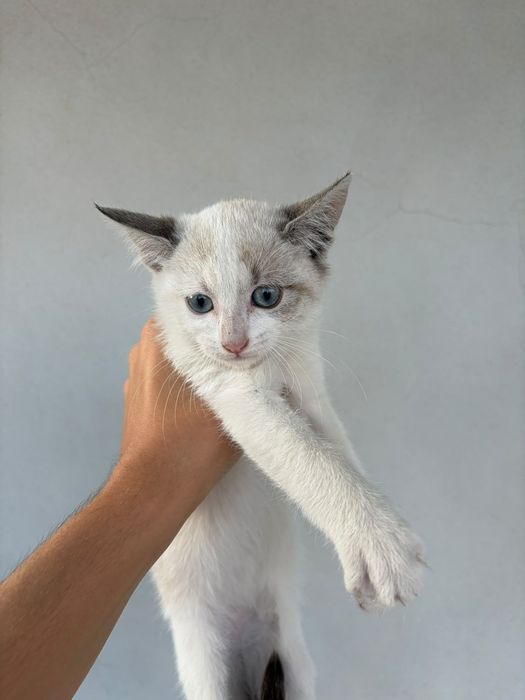 Dou gatinha de 2 meses