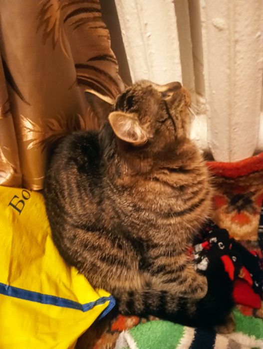 отдам в хорошие руки.