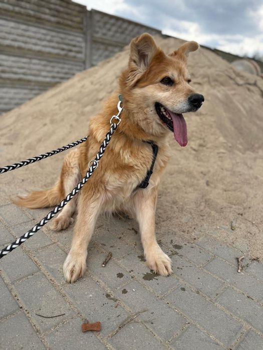 Delikatna Mycha szuka cierpliwego domu