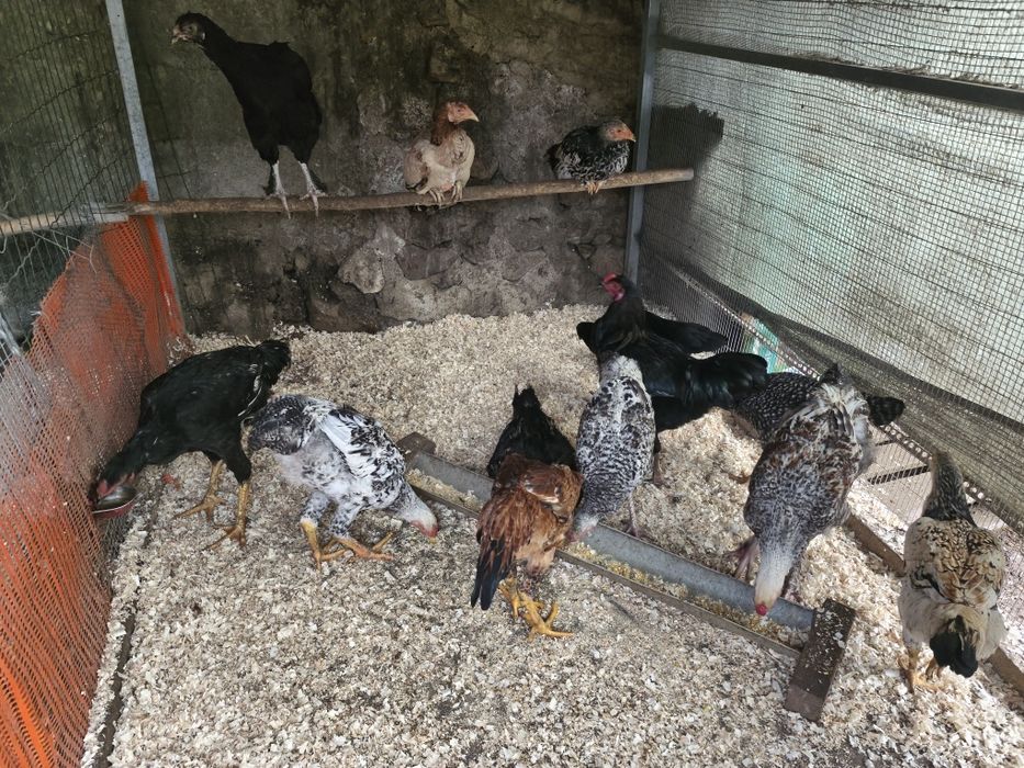 Galinhas de várias Raças