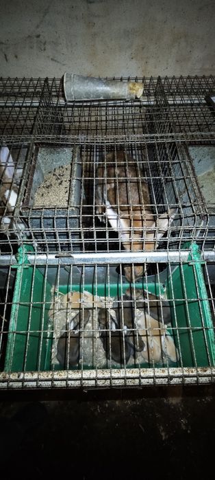 Jaulas para criação de coelhos usadas preço unitário