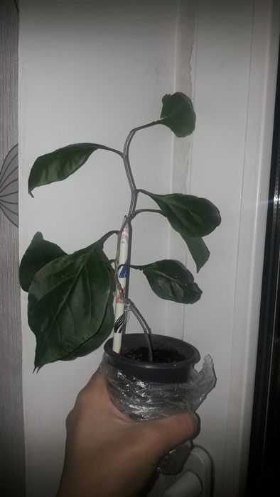 Бугенвіліят  найпростіша в уході