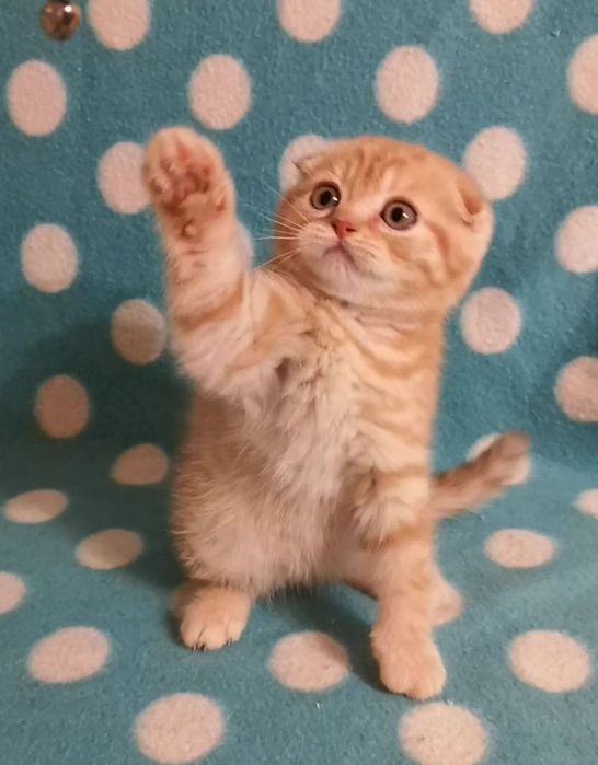 Эшли ( скоттиш фолд)