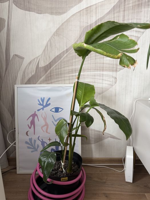 Strelicja biała 120cm