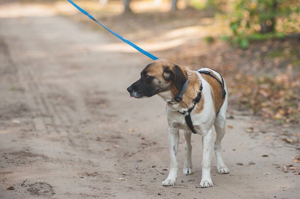 Minka, cudna 2 letnia suczka do adopcji