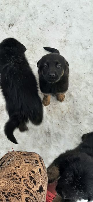 Owczarki niemieckie oddam !!