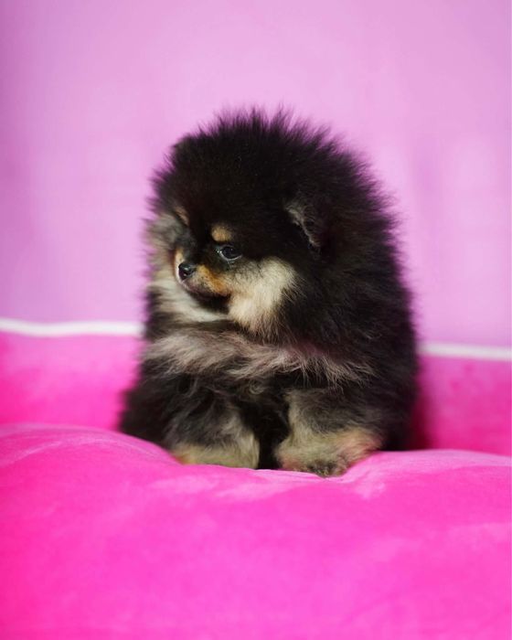 Pomeranian piesek