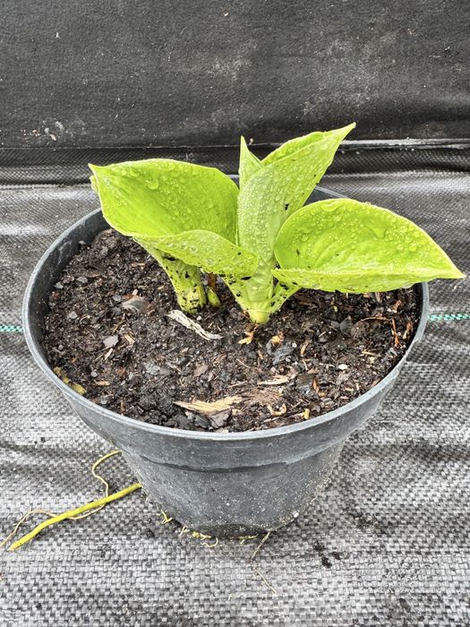 Hosta, funkia doniczka 17 cm