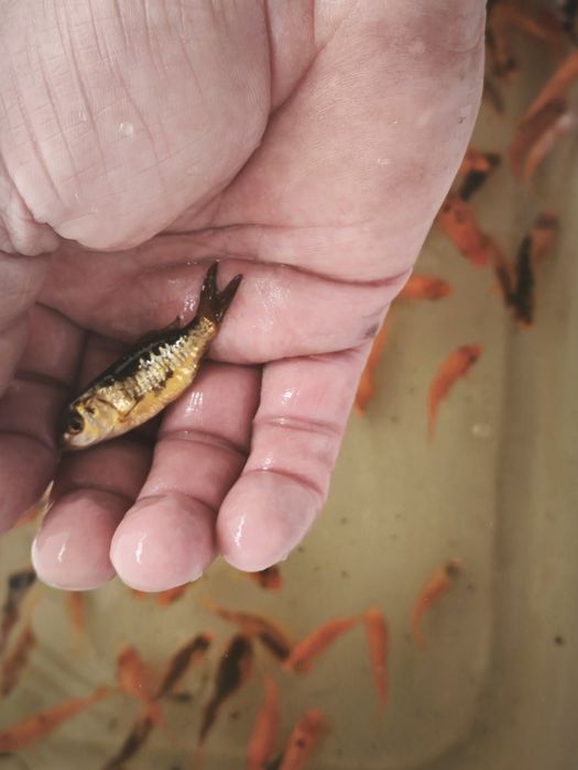 Carpa koi criação nacional