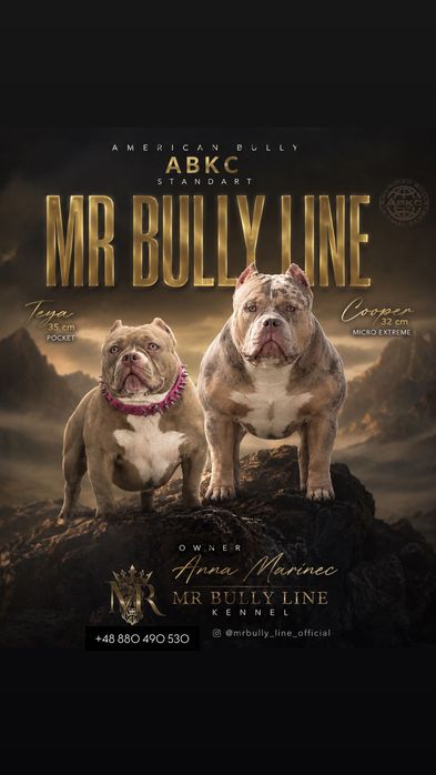 American bully Micro
