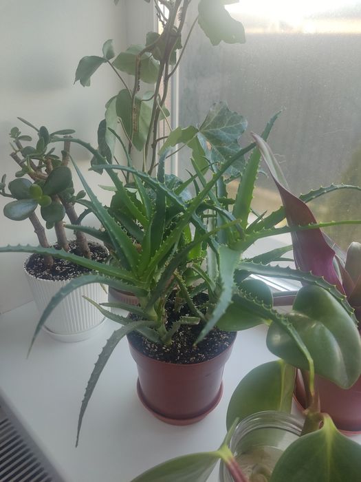 Рослини кімнатні