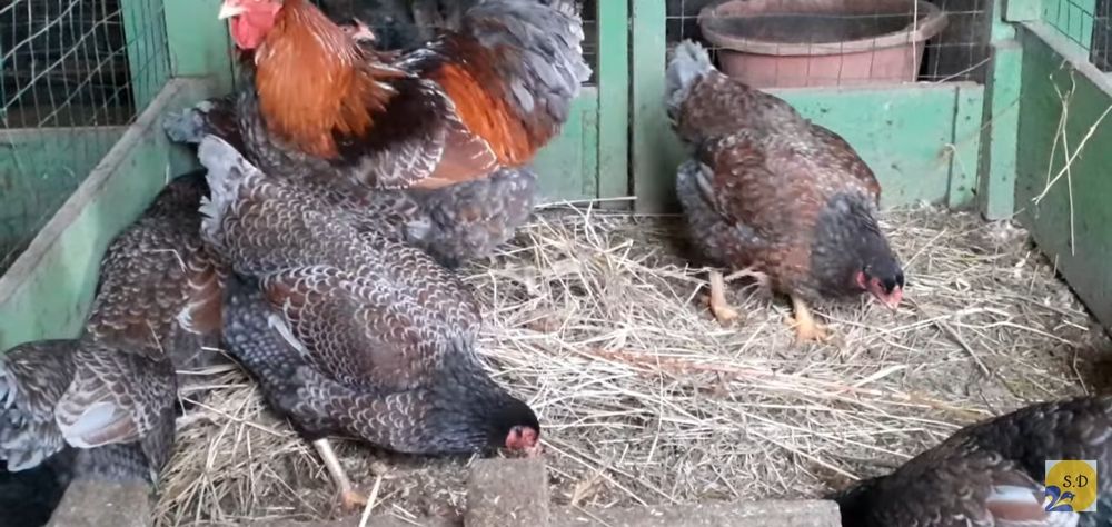 Інкубаційні яйця кури Віандот чорне золото