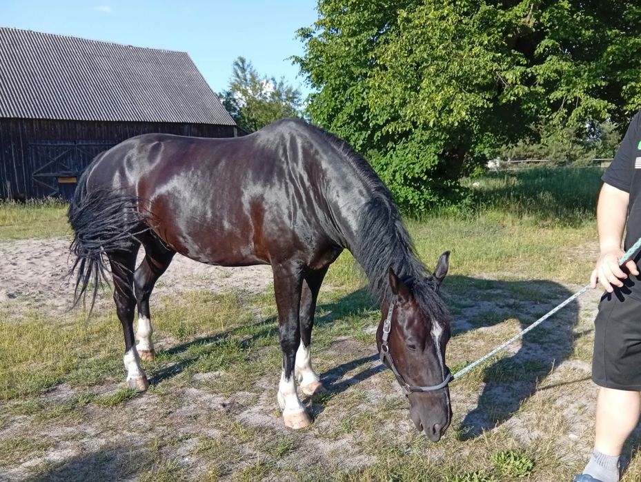 Wałach Śląski 5 lat