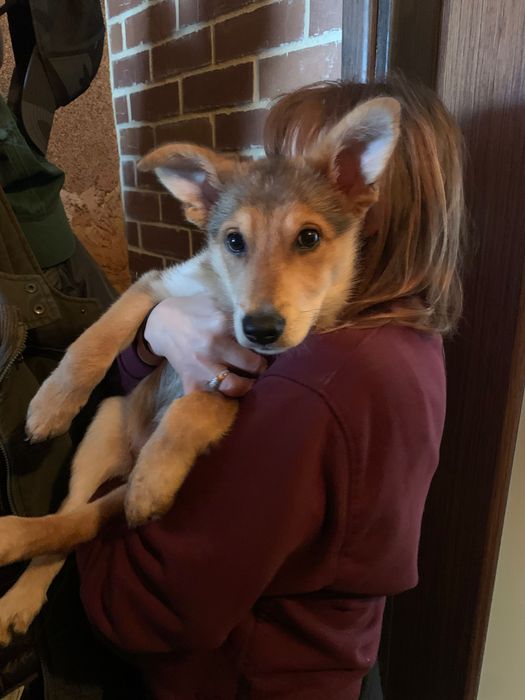 Znaleziono psa pod urzędem