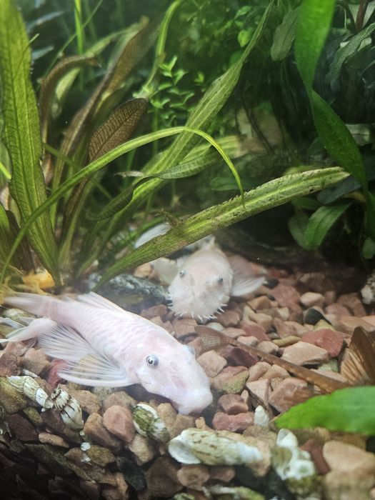 Анциструс snow White не вуаль