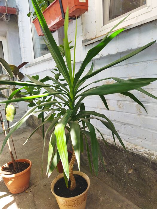 Продам комнатные цветы. Фикусы и драцену.