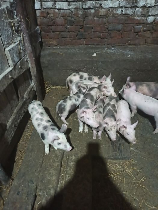 Продам маленькі свині