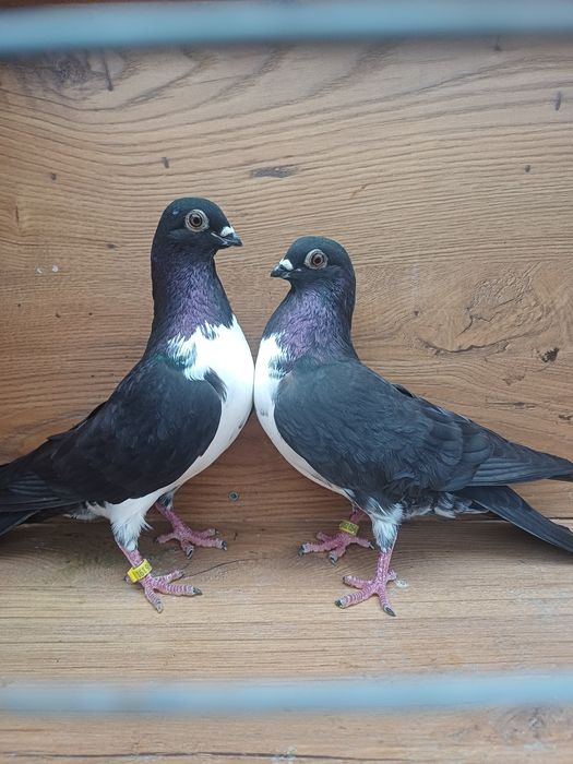 Gołebie Czajki wiedeńskie ozdobne