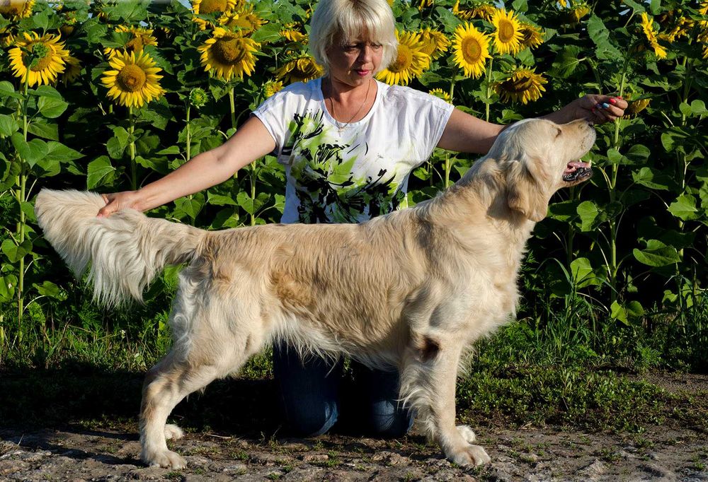 Титулований кобель золотистого (голден) ретривера! В'язка!