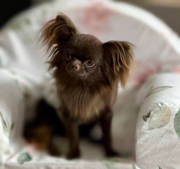 Chihuahua krótkowłosy śliczny piesek