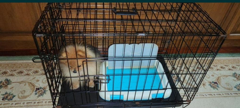 СРОЧНО! КИЕВ. клетка для собак среднего-большого  размера