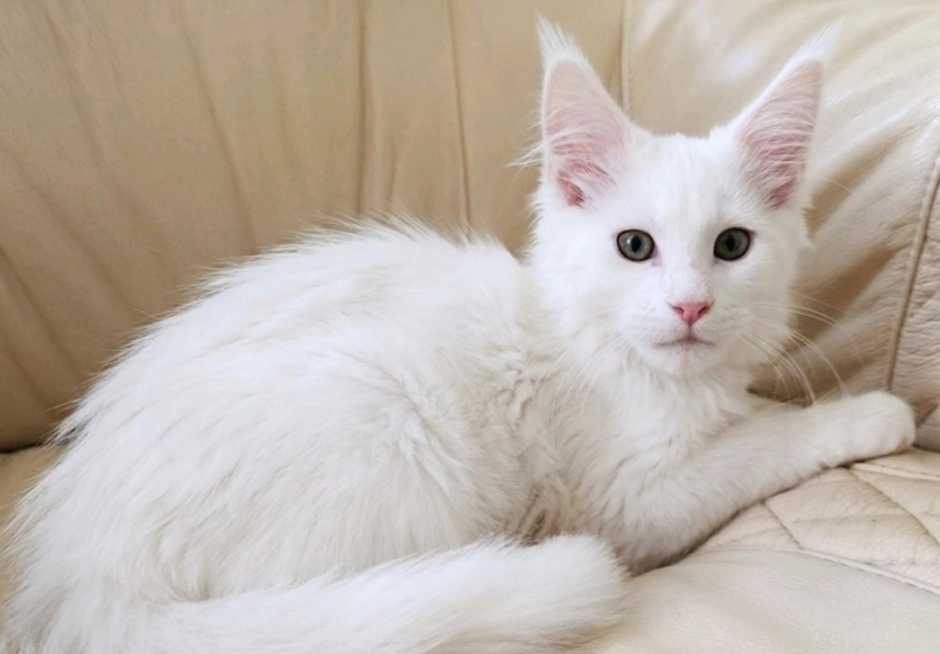 Клубный білосніжний хлопчик мейн кун, має документи про походження