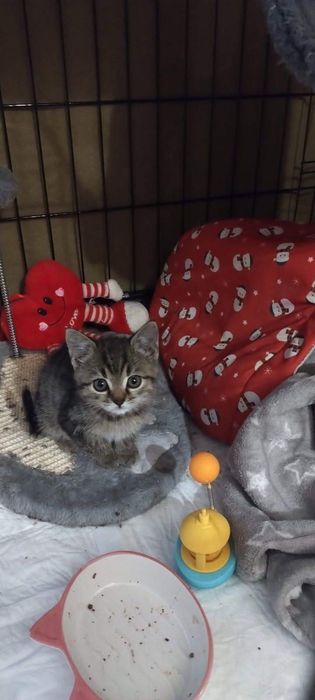 Mila 6 tyg. kotka do adopcji