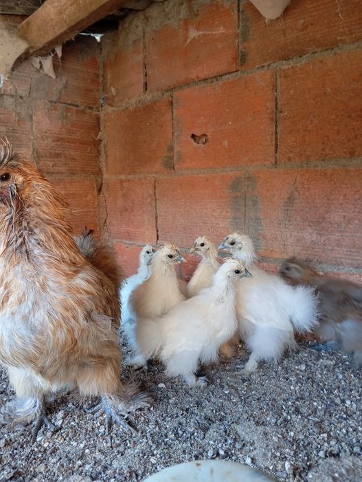 Patos e galinhas sedosas