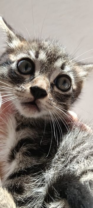 Gatinhos bebés para adoção