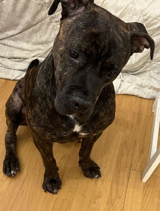 Cane Corso para adocao responsavel