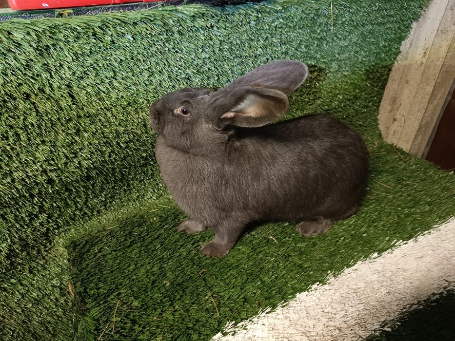 Królik srokacz olbrzymie