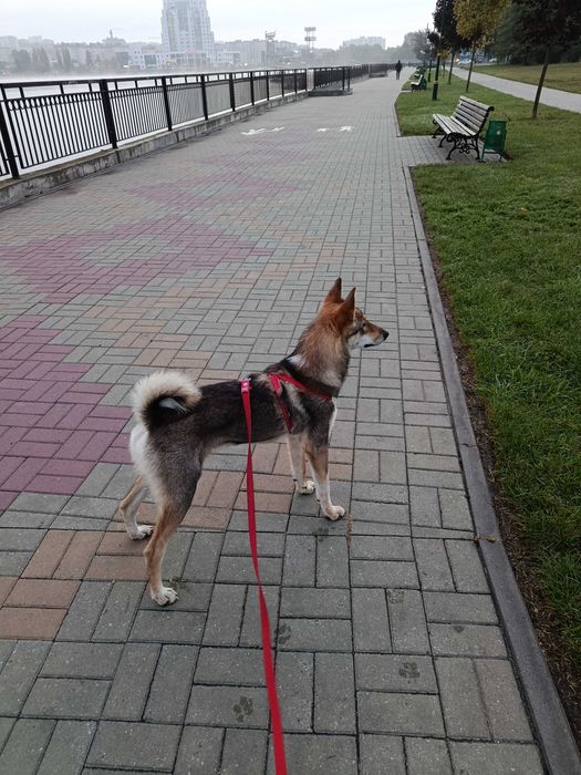 Західно-сибірська лайка.