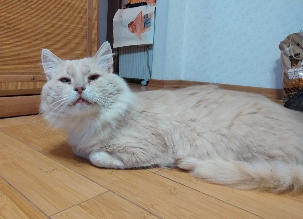 В добрі руки. Майже МЕЙН КУН шукає родину! Київ