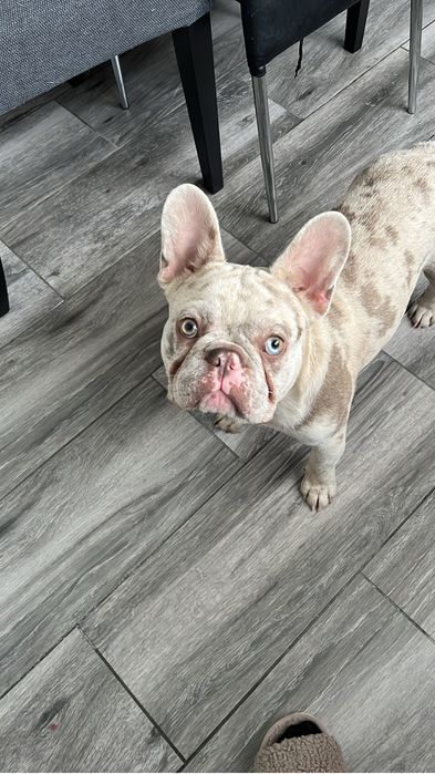 Menino buldog frances cream