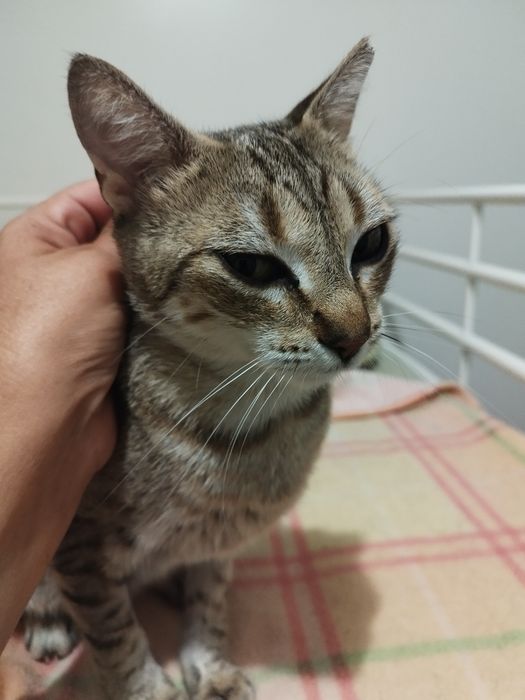 Gatinha para adoção responsável