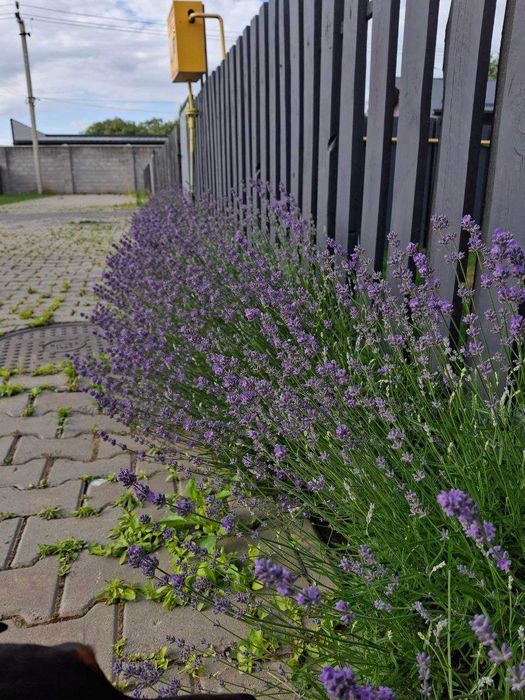 Продаж Котеджу Старий яричів