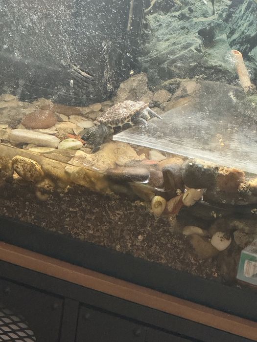 Aquario para Peixes com acessorios