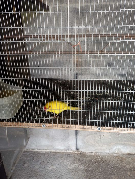 Ring neks e outras aves