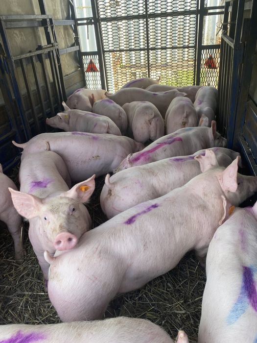 Поросята бекон генетика pic