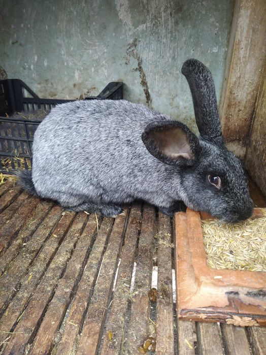 Кролі різних порід!!!