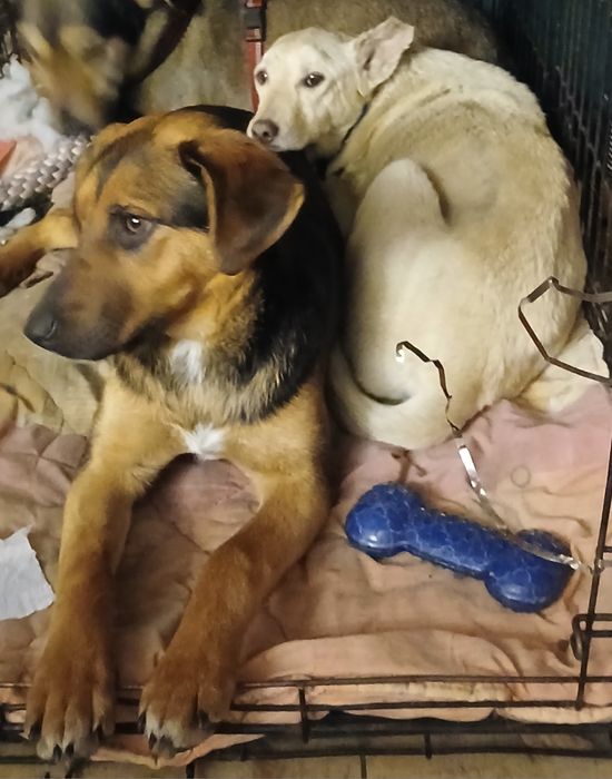 Nela- szczeniak z Sobolewa pies suczka