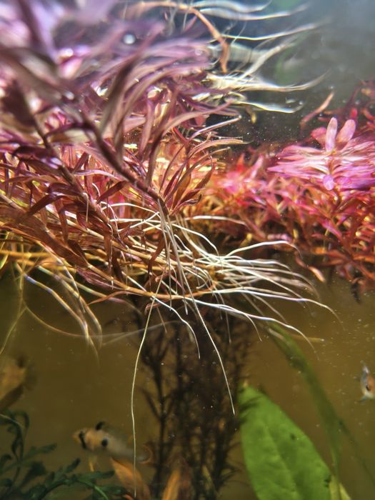 Rotala rotundifolia Blood Red 10PLN za 5szt