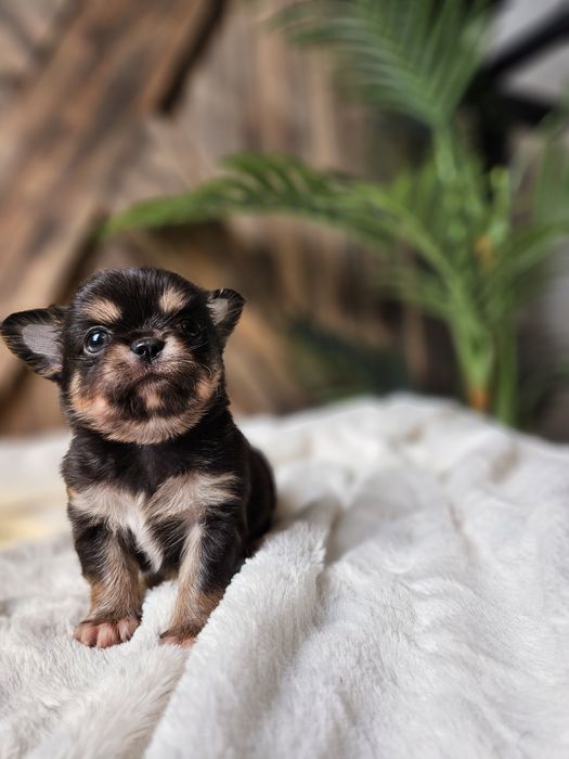 Chihuahua śliczny długowłosy chłopczyk