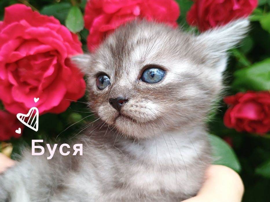 Кошенята !!!Віддам
