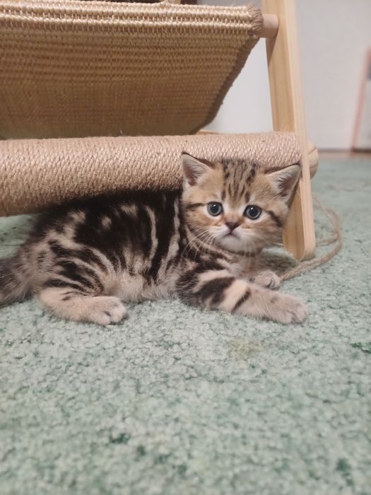 Шотландські мармурові коти