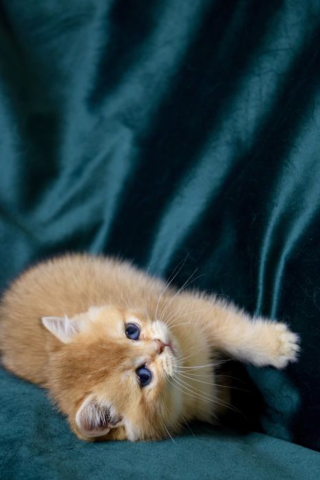 Золота шиншила. Золотая шиншилла. Кошенята. Британские котята