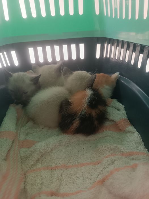 Doar gatinhos bebés