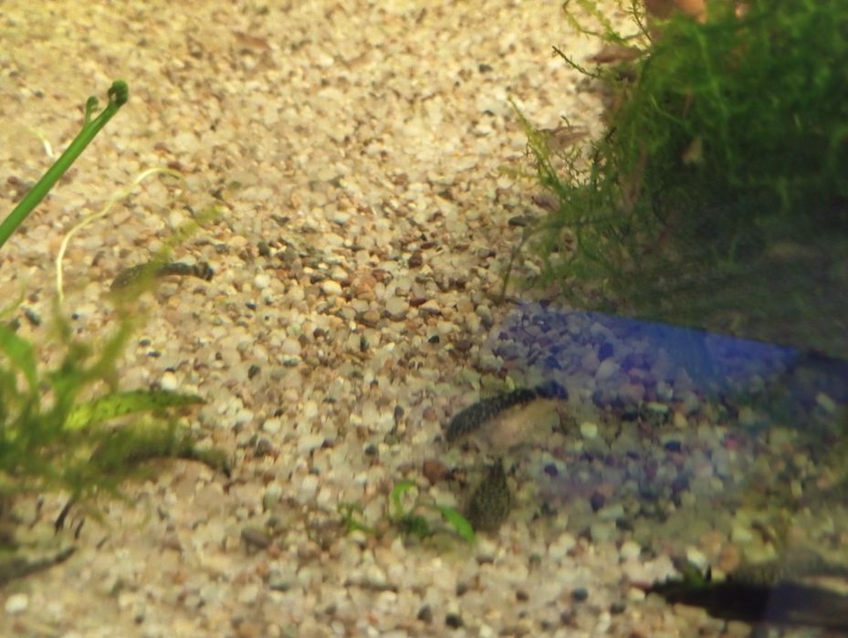 Młode zbrojniki - glonojady- promocja