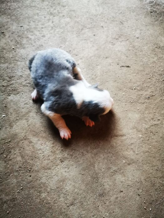 Border collie gratis