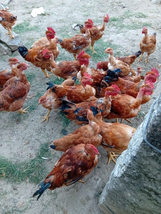 Frangos do campo
